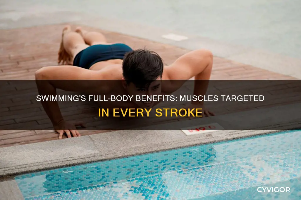what muscles do swimming work out