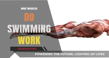 Swimming's Full-Body Benefits: Muscles Targeted in Every Stroke