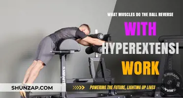 Ball Reverse Hyperextension: Targeted Muscles and Benefits Explained