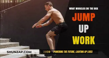 Box Jump Up Muscles: Targeted Strength and Explosive Power Benefits