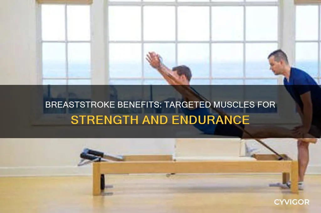 what muscles do the breaststroke work