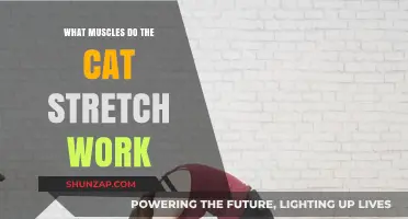 Cat Stretch Benefits: Targeted Muscles and Flexibility Explained