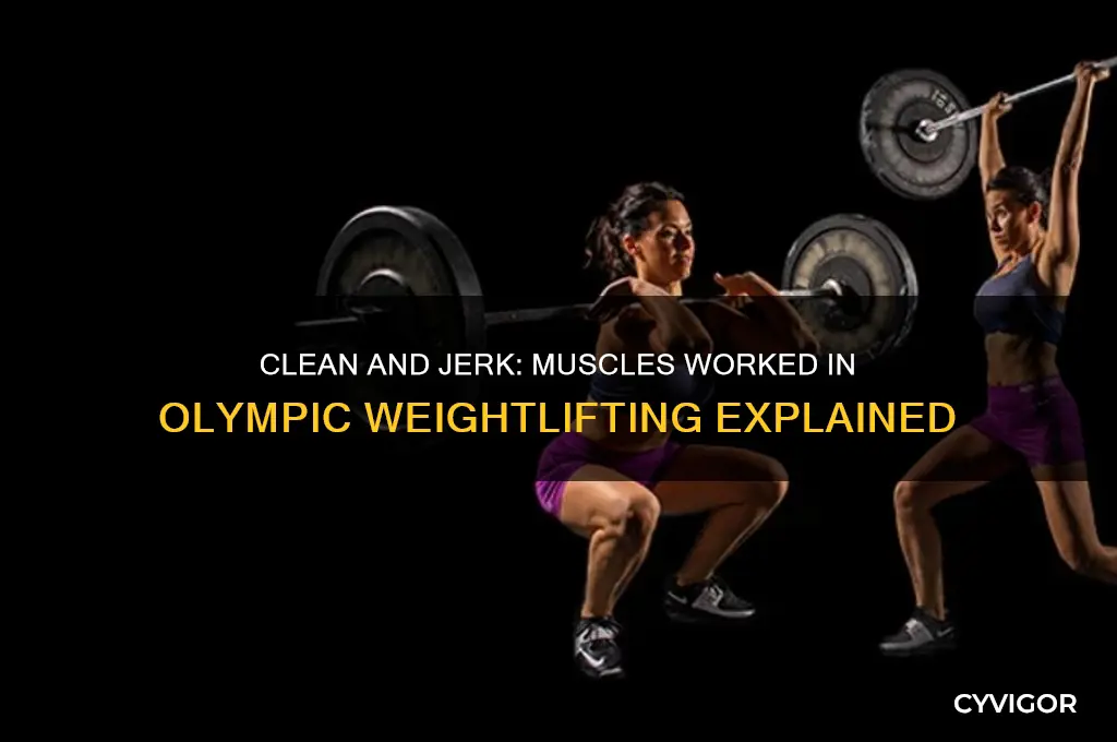 what muscles do the clean and jerk work