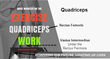 Quadriceps Workout: Targeted Muscles and Benefits Explained