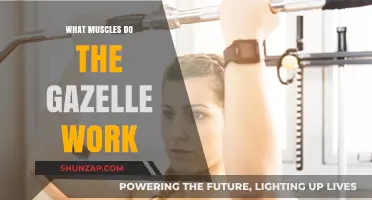 Gazelle Workout: Targeted Muscles and Fitness Benefits Explained