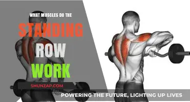 Standing Row Muscles: Targeted Back, Shoulder, and Core Engagement Explained