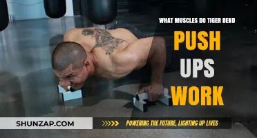 Tiger Bend Push-Ups: Targeted Muscles and Benefits Explained