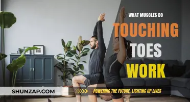Touching Toes: Unlocking Hamstrings, Core, and Lower Back Muscles