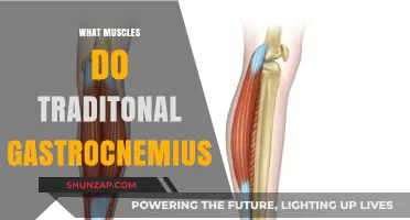Gastrocnemius Workout: Targeting Calf Muscles with Traditional Exercises