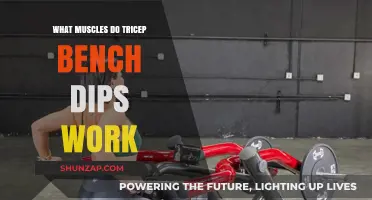 Tricep Bench Dips: Targeted Muscles and Effective Workout Benefits