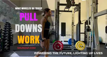 Tricep Pull Downs: Targeted Muscles and Workout Benefits Explained