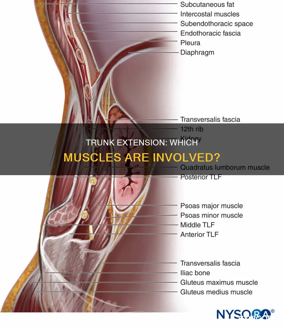 what muscles do trunk extension