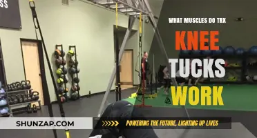 TRX Knee Tucks: Targeted Muscles for Core and Lower Body Strength