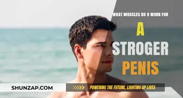 Strengthen Your Penis: Key Muscles to Target for Better Performance