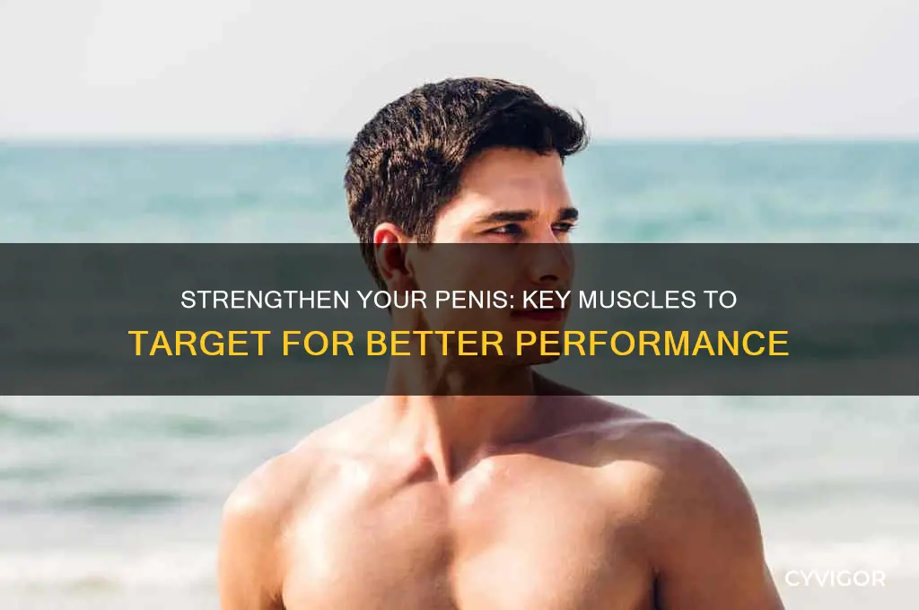 what muscles do u work for a stroger penis