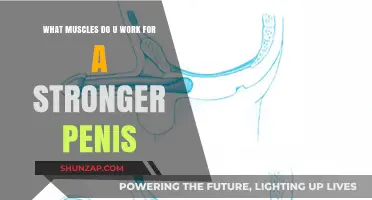 Strengthen Your Penis: Targeted Muscles for Enhanced Performance and Health