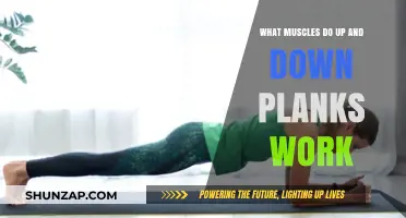 Up and Down Planks: Targeted Muscles and Core Benefits Explained