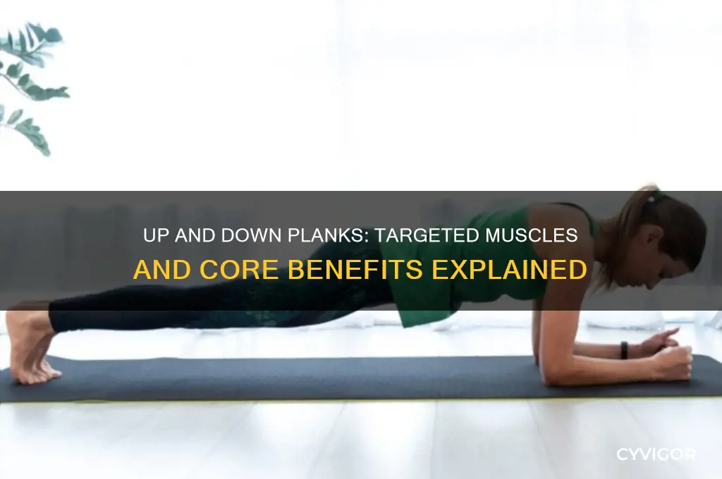 what muscles do up and down planks work