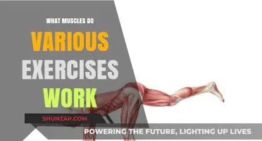 Targeted Muscles: Unlocking the Power of Every Exercise