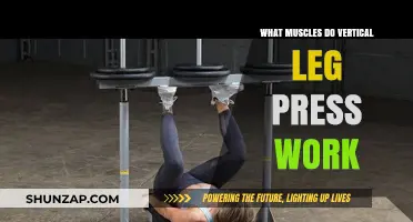Vertical Leg Press: Target Muscles and Workout Benefits Explained