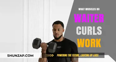 Waiter Curls: Targeted Muscles and Benefits for Stronger Arms
