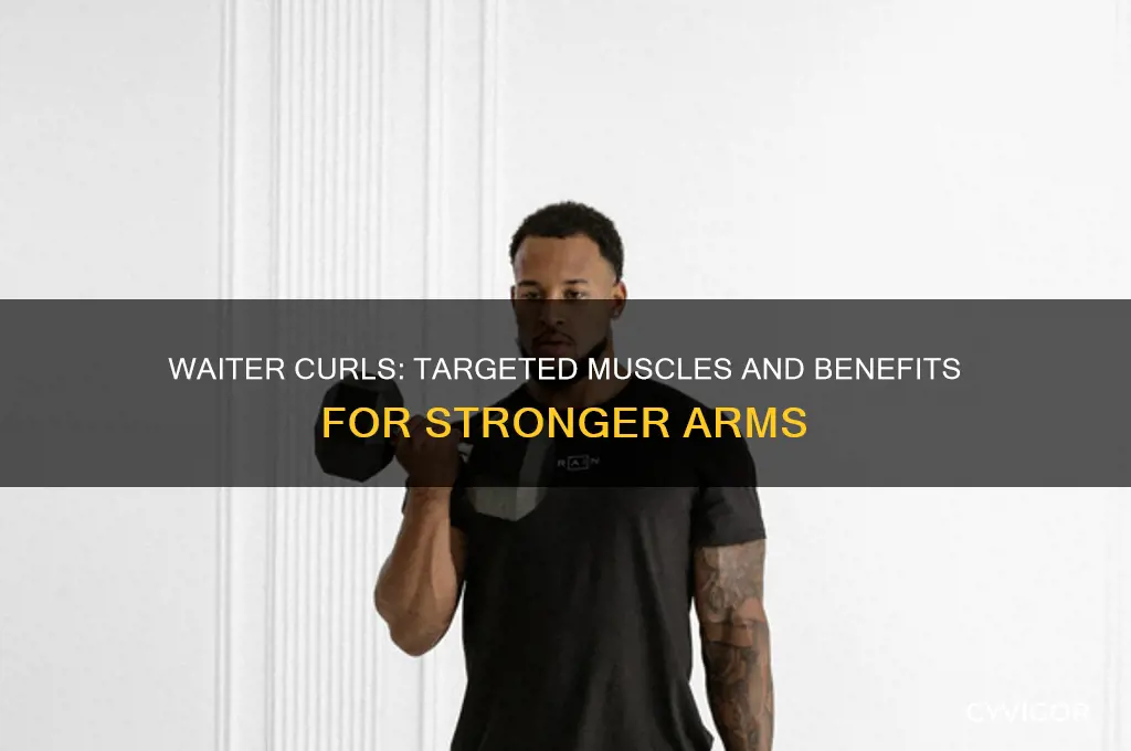 what muscles do waiter curls work