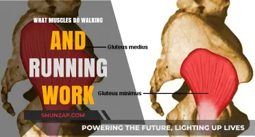 Walking vs. Running: Muscles Engaged and Strengthened in Each Activity