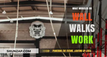 Wall Walks: Targeted Muscles and Full-Body Benefits Explained