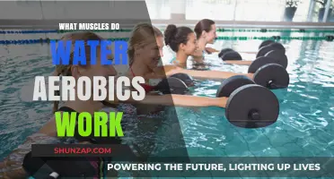 Water Aerobics: Targeted Muscle Groups and Full-Body Benefits Explained