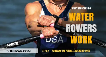 Water Rower Workout: Targeted Muscles and Full-Body Benefits Explained