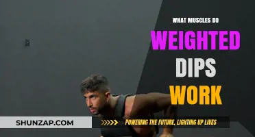 Weighted Dips: Targeted Muscles and Strength-Building Benefits Explained