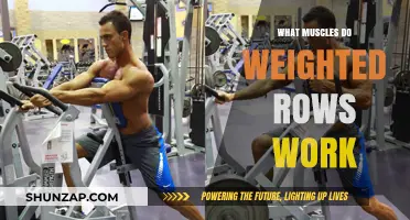 Weighted Rows: Target Muscles and Benefits for Strength Training