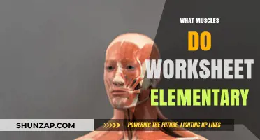 Worksheets for Learning Muscles and Movement