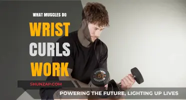 Wrist Curls: Targeted Muscles and Strengthening Benefits Explained