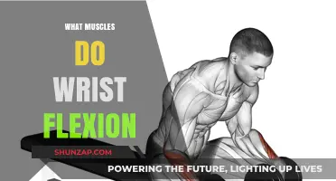 Flexing Your Wrist: Which Muscles Are Involved?