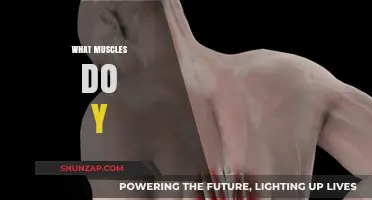 Yoga's Muscular Benefits: A Comprehensive Guide