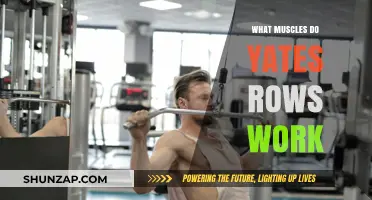 Yates Rows: Targeted Muscles and Benefits for Strength Training