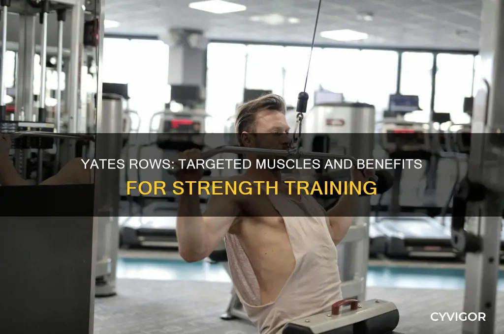 what muscles do yates rows work