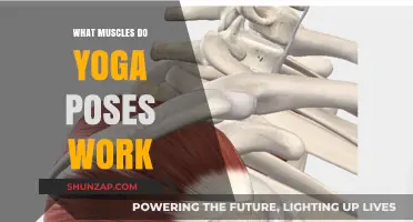 Yoga Poses and Muscles: Unlocking Strength, Flexibility, and Balance
