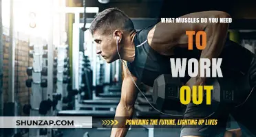 Essential Muscles to Target for a Balanced and Effective Workout