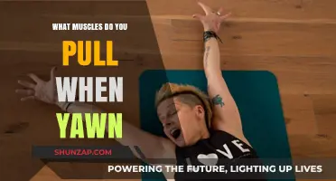 Yawning and Muscle Tension: Which Muscles Stretch During a Yawn?