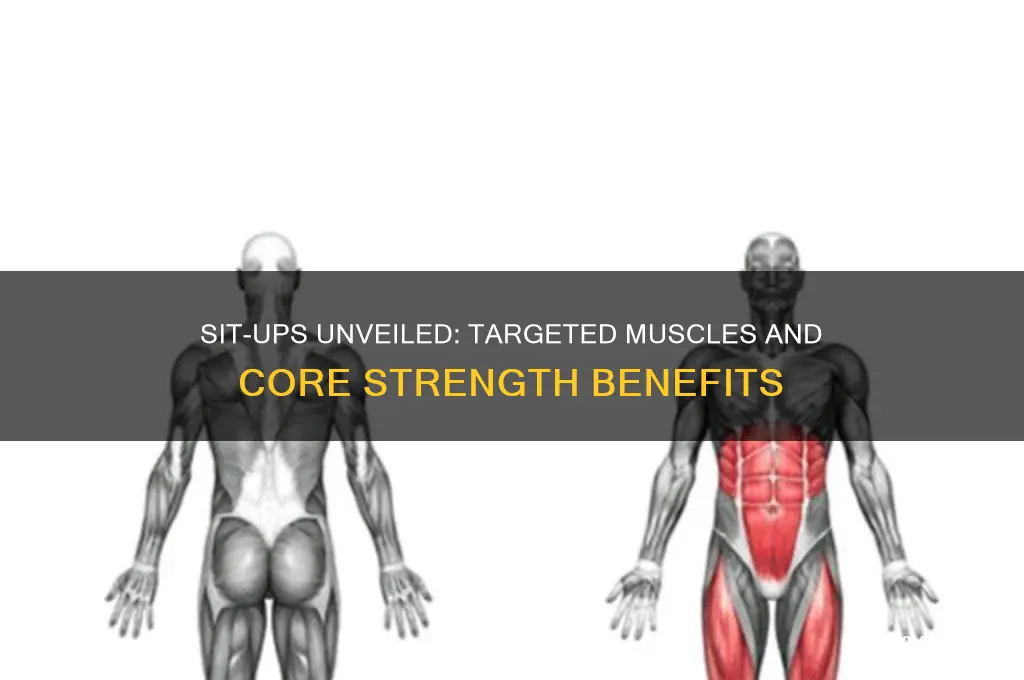 what muscles do you work doing sit ups