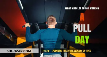 Pull Day Power: Targeting Back, Biceps, and Rear Shoulders