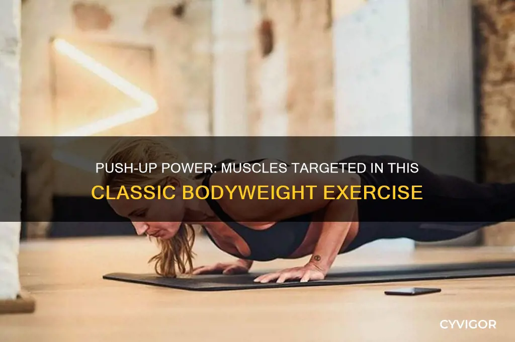 what muscles do you work out during a push up