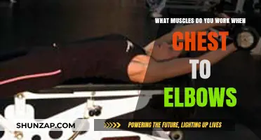 Chest to Elbows: Targeted Muscles and Benefits Explained
