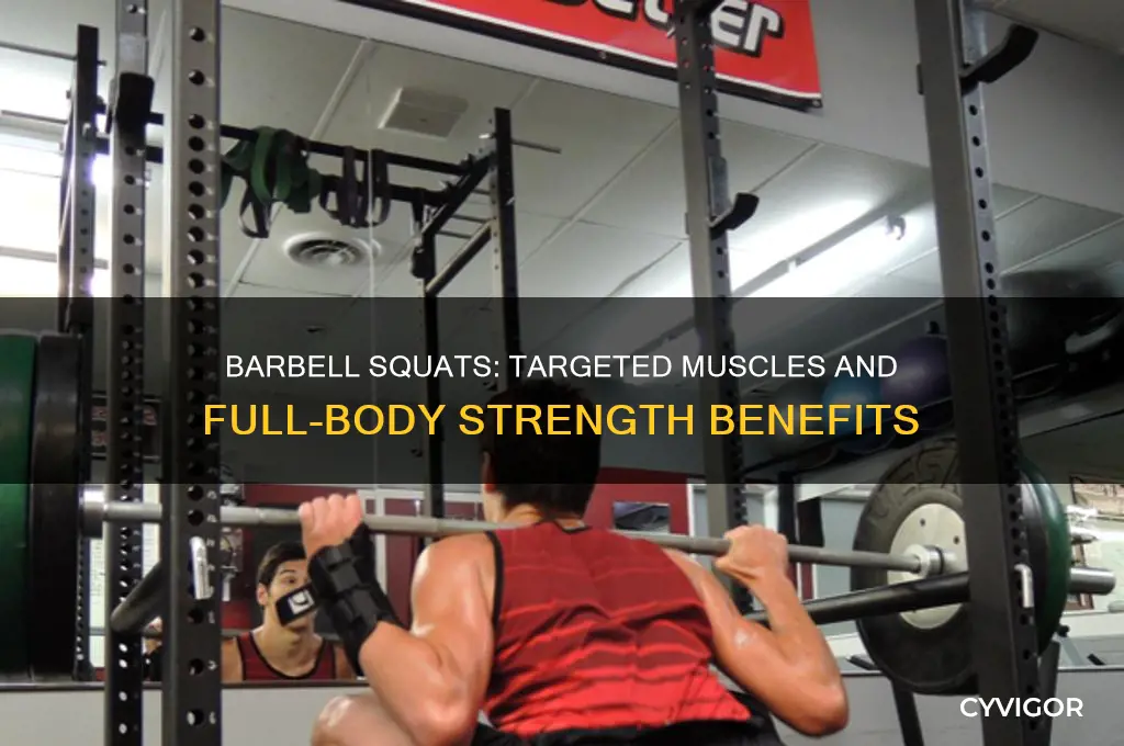 what muscles do you work when doing barbell squats