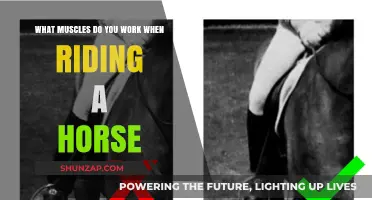 Horseback Riding Muscles: Core, Legs, and Posture Strengthened
