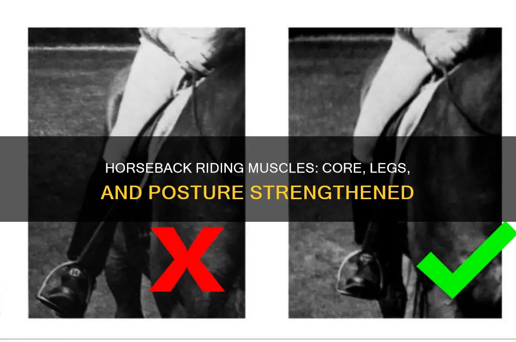 what muscles do you work when riding a horse