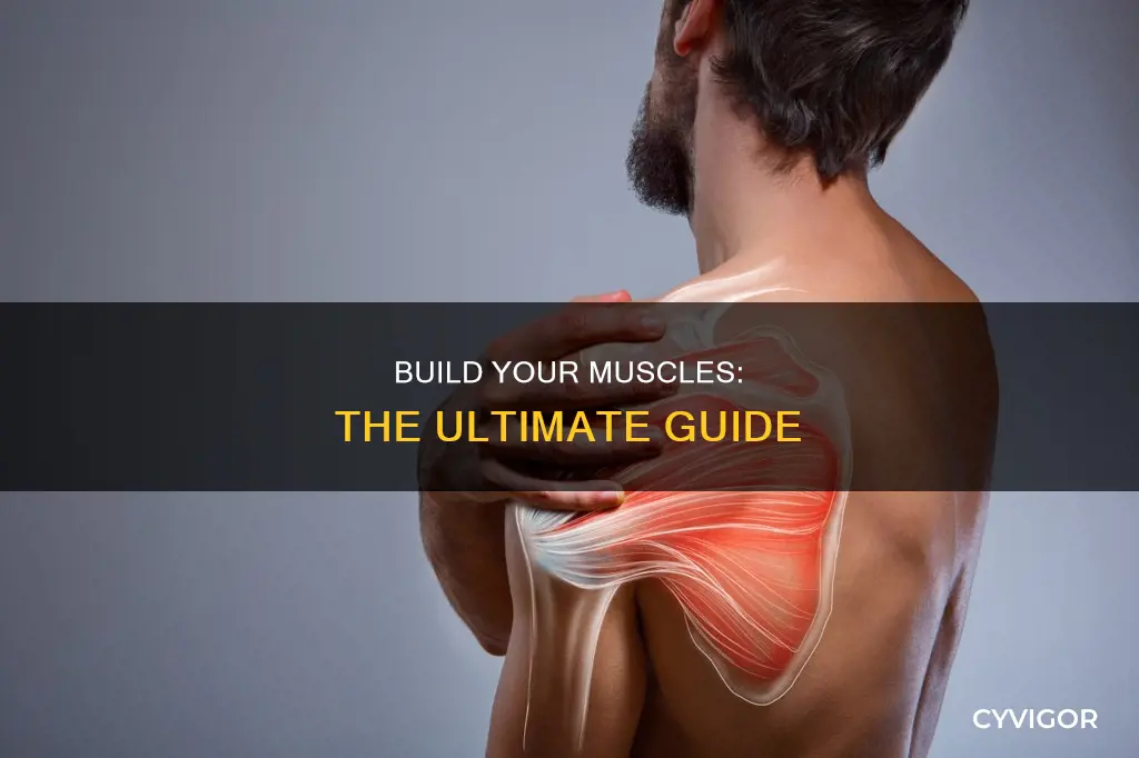 what muscles do you