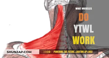 YTWL Exercises: Targeted Muscles for Shoulder Stability and Strength
